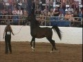 Arabian Stallion Mojave Kid Scottsdale Liberty Class 2012