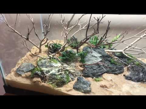 20 gallon long dirted