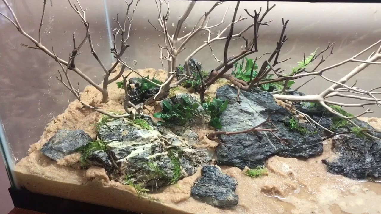 20 gallon long dirted