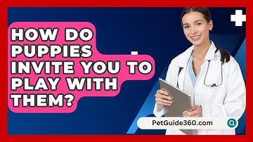 How Do Puppies Invite You To Play With Them? - PetGuide360.com