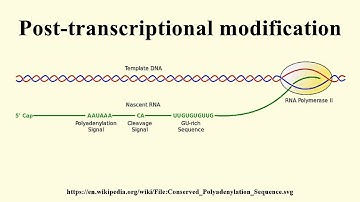POST  TRANSCRIPTIONAL MODIFICATION