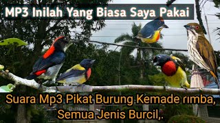 Suara Pikat Kemade Rimba,dan semua Jenis Kemade,cabe cabean,segala jenis Burcil.Super Ampuh.