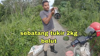 Tahan Tukir Belut , Belut Banyak Masuk !