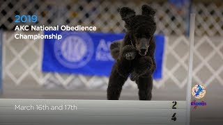 AKC National Obedience Championship! AKC.TV Ring 1 and Ring 8  March 17 2019