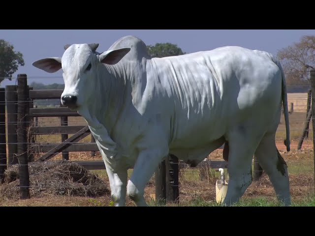 LOTE 48 - 7953 | 42º MEGA LEILÃO ANUAL CARPA TOUROS