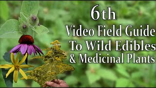 The 6th Video Field Guide to Wild Edibles and Medicinal Plants