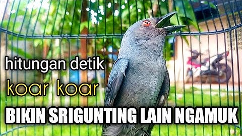 HITUNGAN DETIK !! Srigunting Manapun PASTI IKUT Gacor Terpancing EMOSI | srigunting abu abu gacor