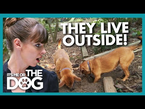 Dogs Left in the Garden All Day Don’t Know Their Own Names! | It's Me or the Dog