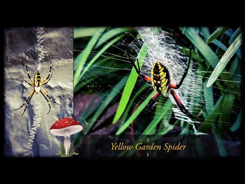 Yellow Garden Spider