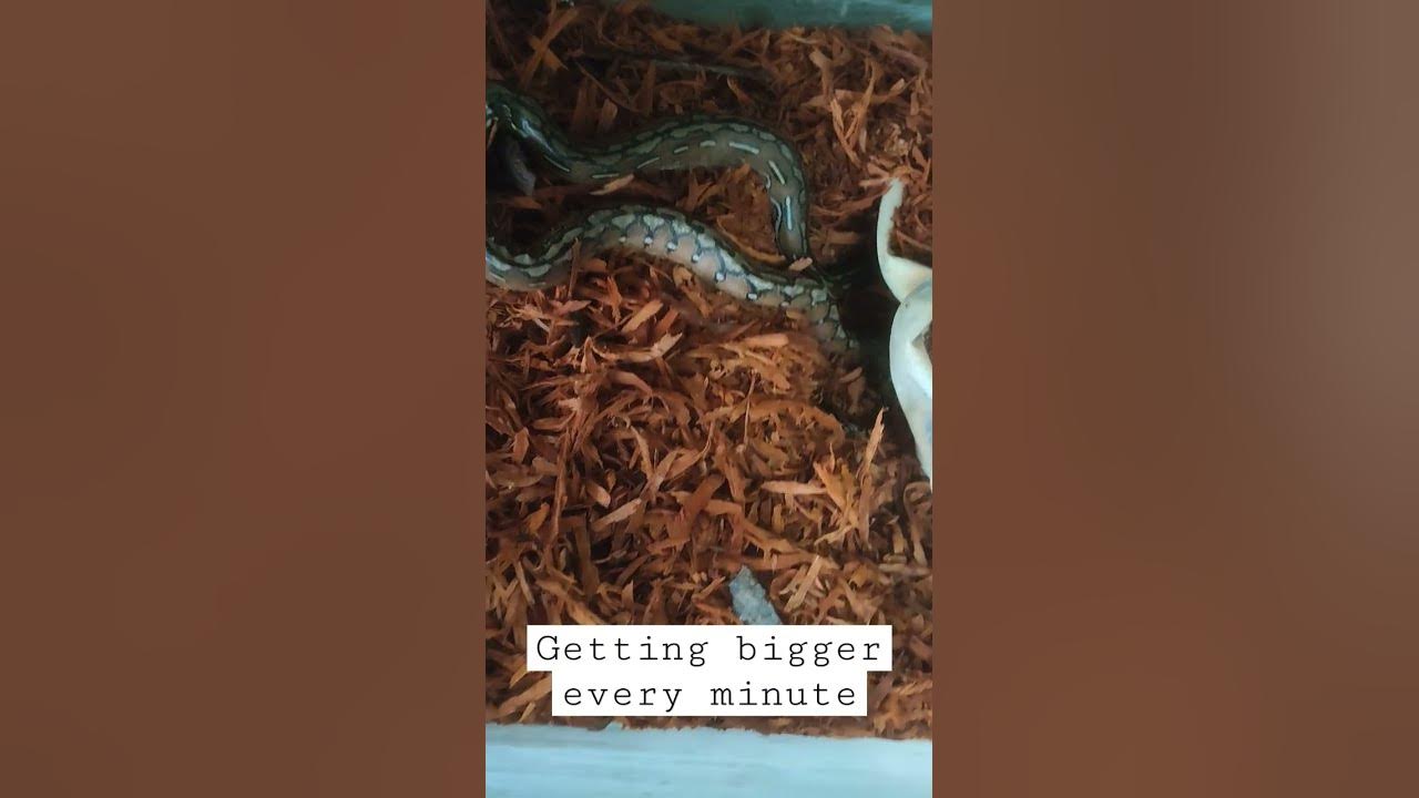 Newly hatch python getting bigger every minute #environment #nature # ...