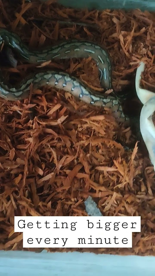 Newly hatch python getting bigger every minute #environment #nature # ...
