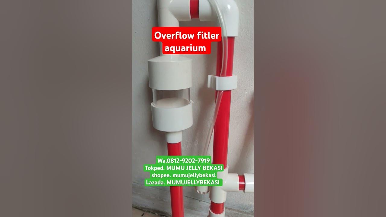 #overflow #aquariumfilter #fishtank #ikanhhias #aquarium #aquascape #song #ikanmaskoki