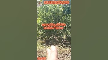 Kẹt tiền cần cắt bán vườn trái cây ngang 20mx50m huyện chợ gạo|#tập133 nhà đất văn phong tiền giang