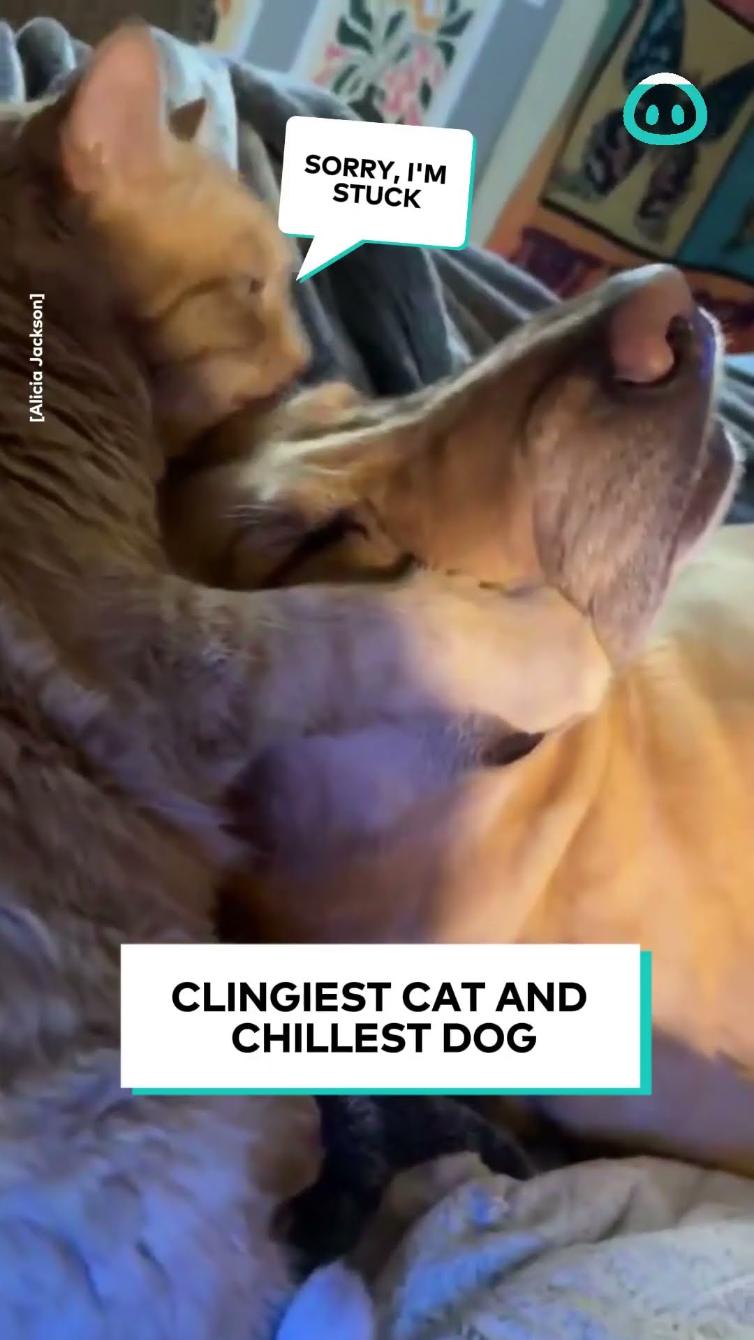 Cat Loves His Dog Too Much || ViralHog
