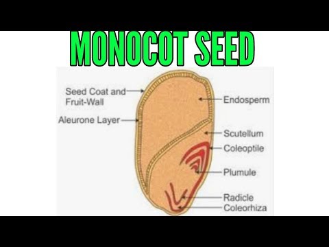 Structure Of Monocot Seed In Detail YouTube
