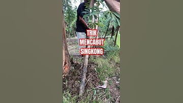Trik Mencabut Singkong #trending #viral #tutorial #petani #petanisingkong #singkong #fyp