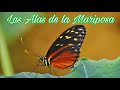 Las Alas de la Mariposa || Gilberto Daza y Marcela Gándara