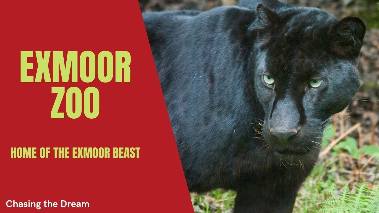Exmoor Zoo The Home of The Exmoor Beast | Things to do in devon uk *Warning mild graphic content*