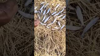 ये तरीका जानते हो मछली भुंजी बनाने का #fishing #shorts #technique