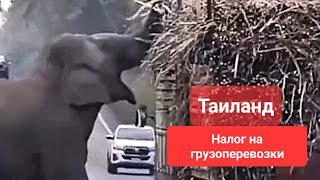 Налог на транспорт : Тайская мафия и сахарный тростник.