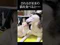 されるがままの猫を食べると可愛すぎた...#猫 #shorts