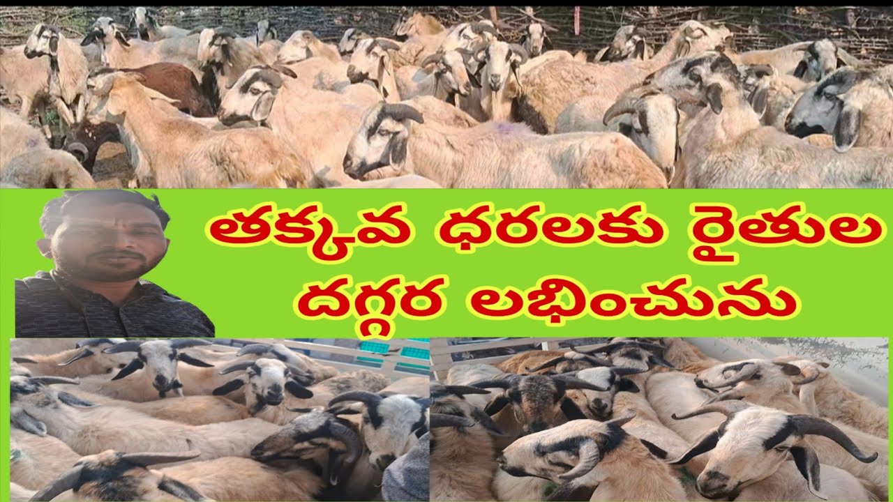 పల్లెల్లో అమ్మకానికి ఉన్న పొట్టేలు #గూడూరు gootforming #Village #farming 