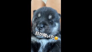 ようやく目が開いた豆柴子犬 #Shorts