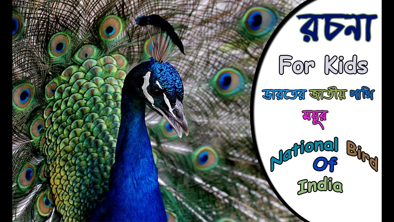 Peacock Paragraph In Bengali National Bird Of India peacock-paragraph-in-bengali-national-bird-of-india
