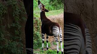 A Cross Between A Giraffe And A Zebra Wild Animals