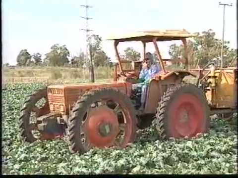 Farming and Handling of Yabbies Documentary 