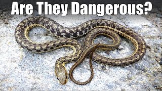 Are Garter Snakes Dangerous?