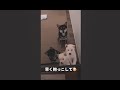 【生後56日目】抱っこ待ちで渋滞する子犬たちが可愛すぎる #Shorts