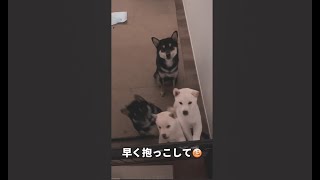 【生後56日目】抱っこ待ちで渋滞する子犬たちが可愛すぎる #Shorts