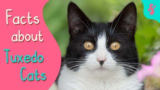 Top 10 Facts About Tuxedo Cats | Furry Feline Facts by Furry Feline Facts 8,884 views 2 years ago 11 minutes, 13 seconds