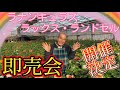 ラナンキュラスラックス・ランドセルシリーズ即売会!【園芸のぶチャンネル】【あしかがフラワーパーク】