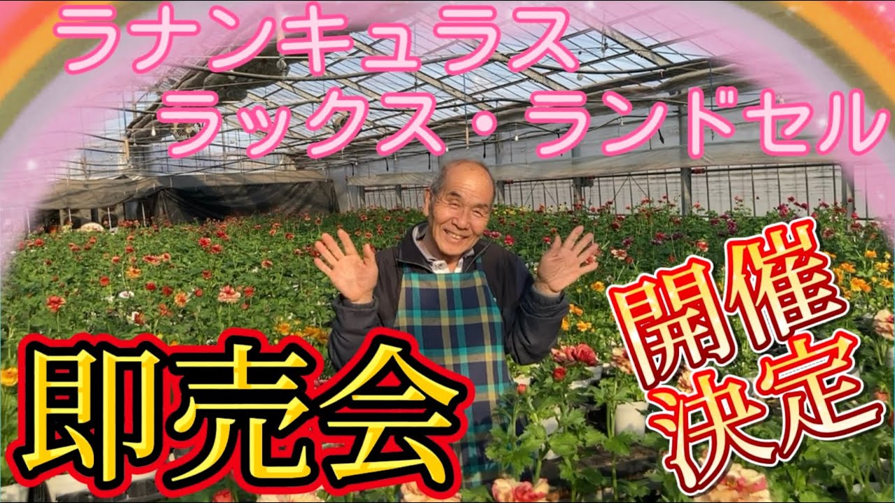 ラナンキュラスラックス・ランドセルシリーズ即売会！【園芸のぶ