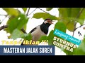 Masteran Burung Jalak Suren TANPA IKLAN!!