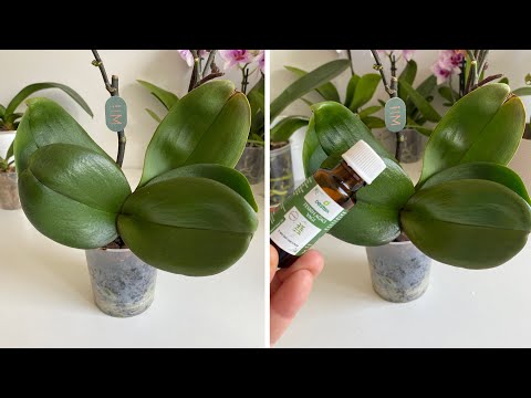 Video: Tovuz Orxideyasına Qulluq - Tovuz Orkide Ampüllerini Necə Yetişdirməyi öyrənin