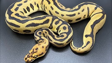Ball Python Genes You Should Invest In EP 1: CLOWN BALL PYTHON