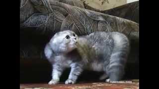 Angry and evil cats - Compilation 2013