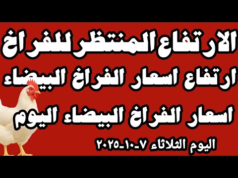 اسعار الفراخ البيضاء سعر الفراخ البيضاء اليوم الثلاثاء ٧ ١٠ ٢٠٢٥ جمله وقطاعي في المحلات في مصر