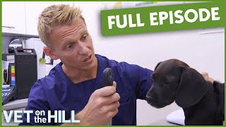 Can This Puppy's Eye Be Saved After Cat Attack? 😱 Full Episode | Vet On The Hill