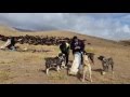 The famous striped pack of Tajik shepherd dogs