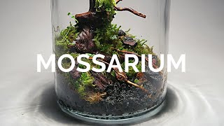 Mossarium Moss Terrarium