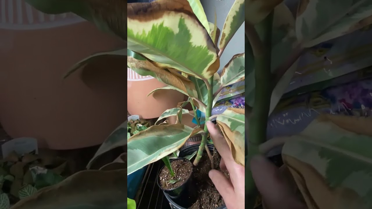 citronella plant benefits Buy Citronella Essential Oil Online