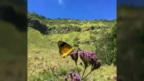 سورة الكهف ٤٥   القارئ إدريس الهاشمي     Idrees al Hashemi