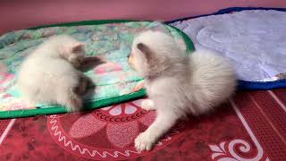 The cute permese kittens are starting to play😺 by JunPetsWorld 180 views 2 years ago 6 minutes, 51 seconds