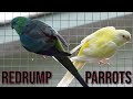 Red Rump Parrot Compilation