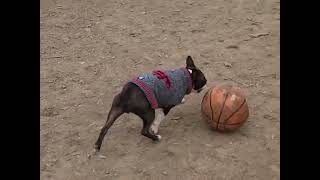 How a Dog Dribbles a Basketball by Boston the Boston 67 views 3 months ago 18 seconds