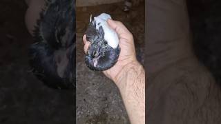 Pigeon Growth Very Fast